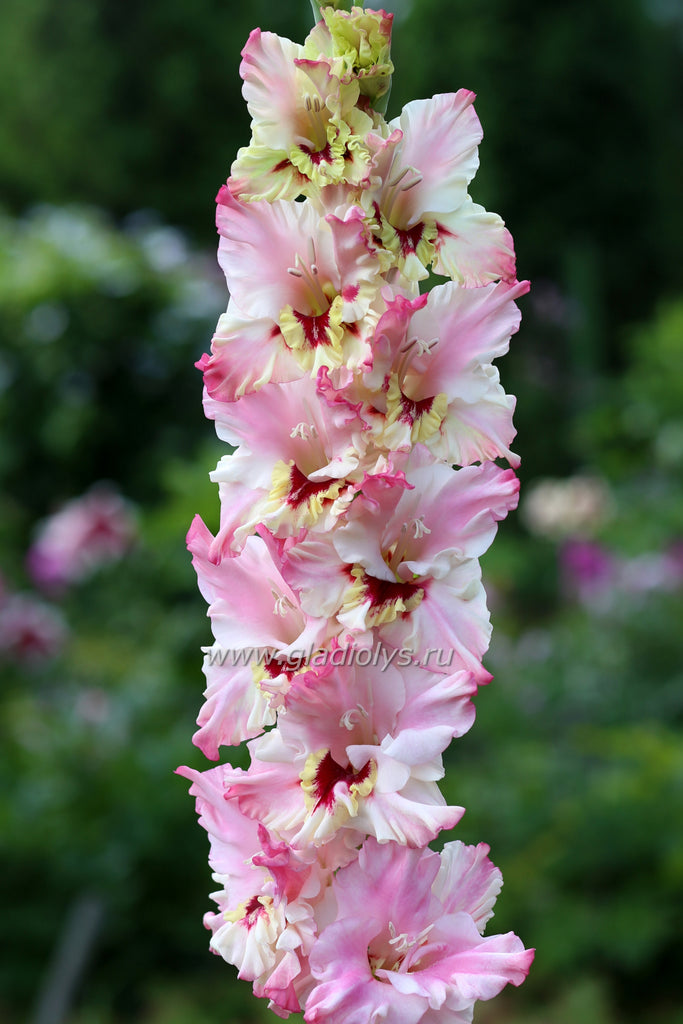 Гладиолус Балерина, селекционер Шевченко