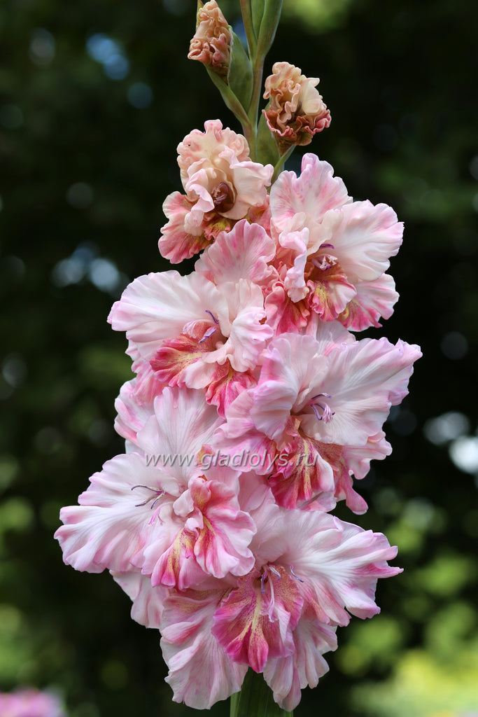 Дамский каприз