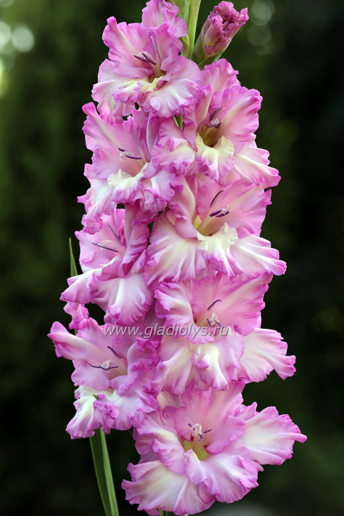 Гладиолус Душа сирени, селекционер А. Баранов