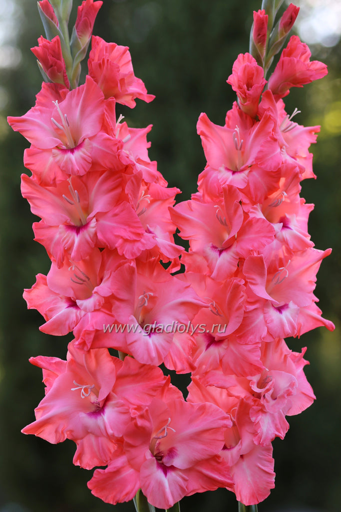 От всего сердца