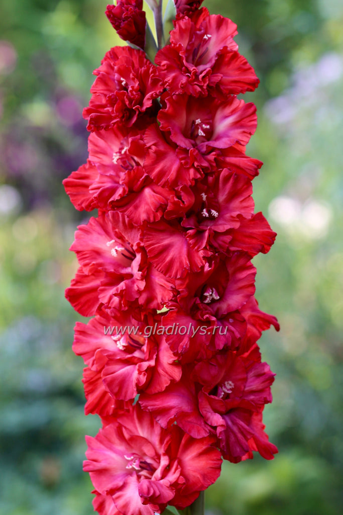 Гладиолус Гвардия, селекционер Шевченко