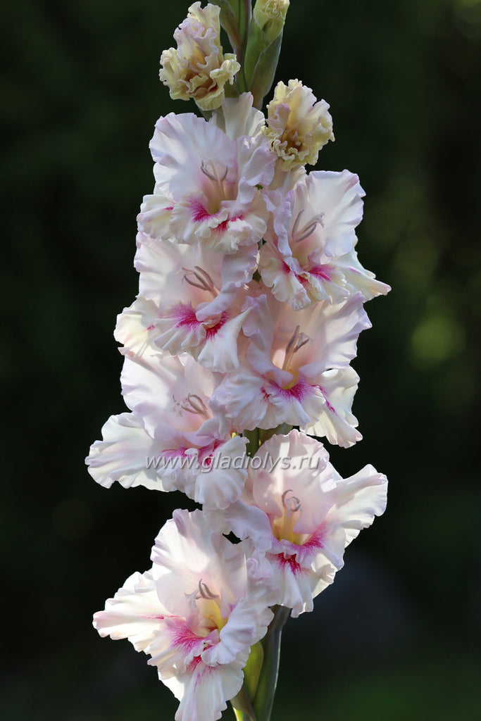 Мазпутниньш