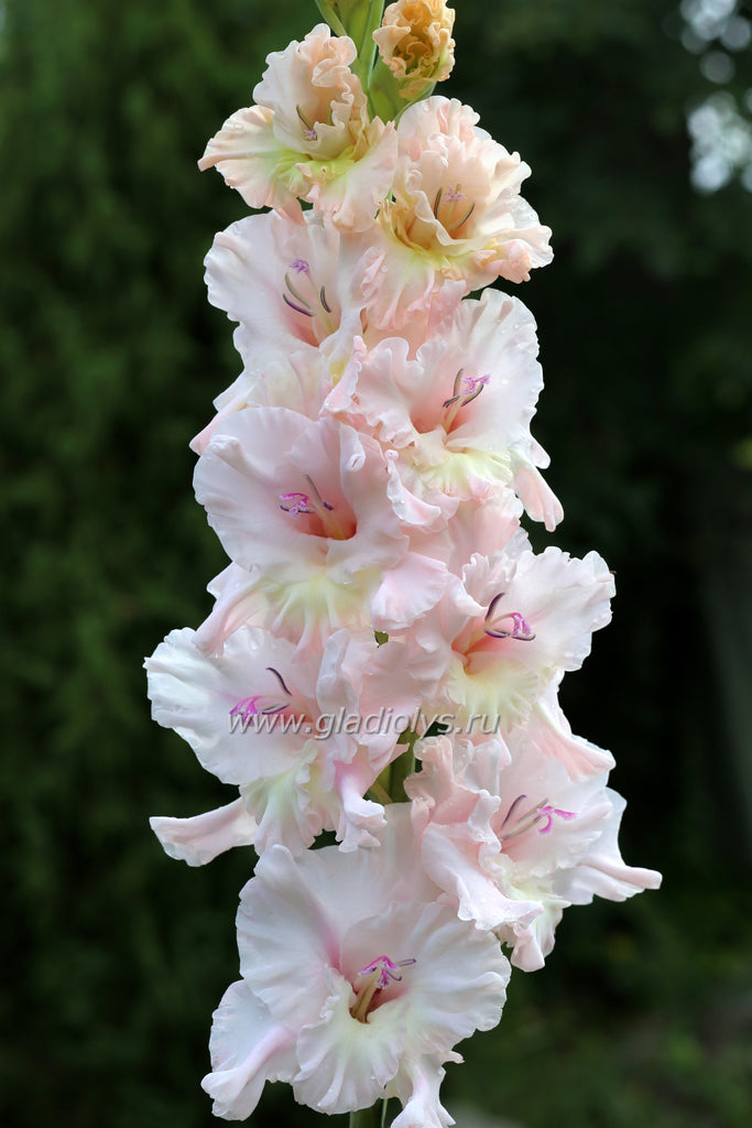 Гладиолус Нежные чары, селекционер Шевченко