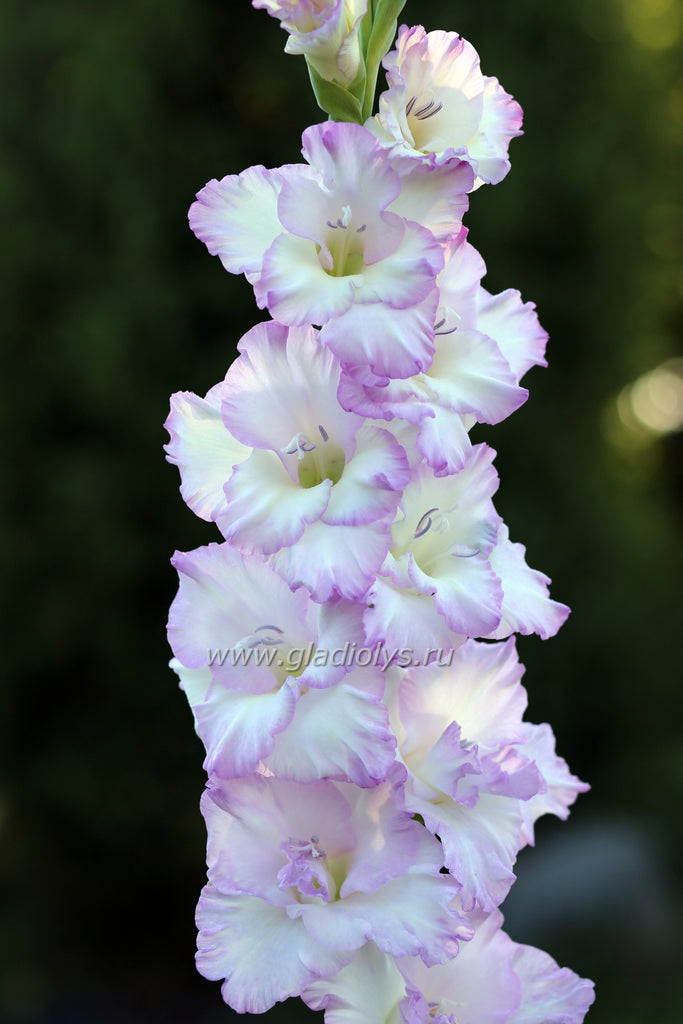 Призрачное видение