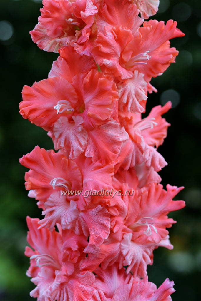 Гладиолус Розовый иней, селекционер Шевченко