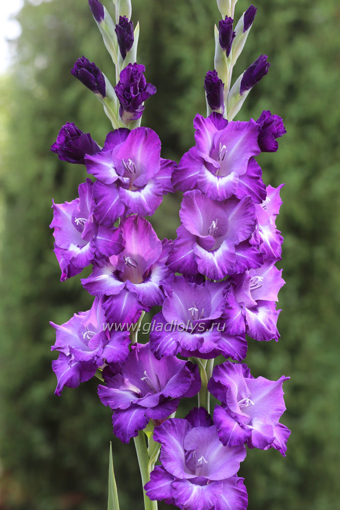 Сапфировая магия