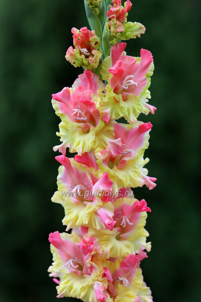 Саулес бернс