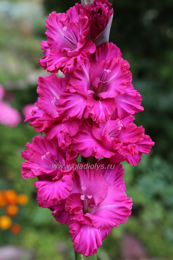 Сиреневый бант