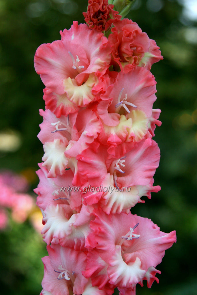 Гладиолус Славный малый, селекционер Шевченко