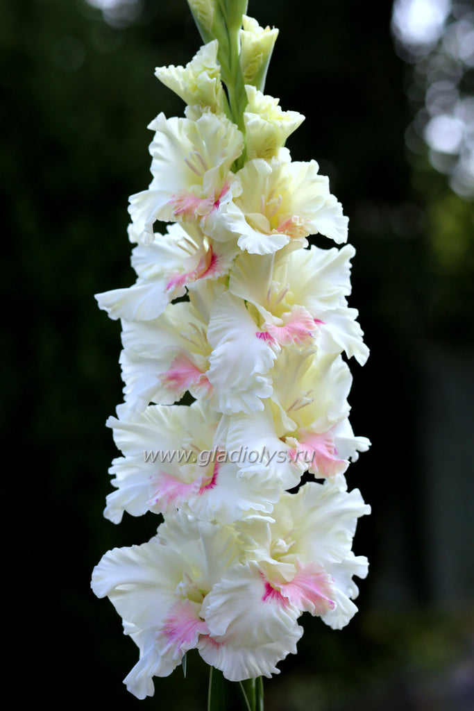 Гладиолус Снежные вихри, селекционер Родичев