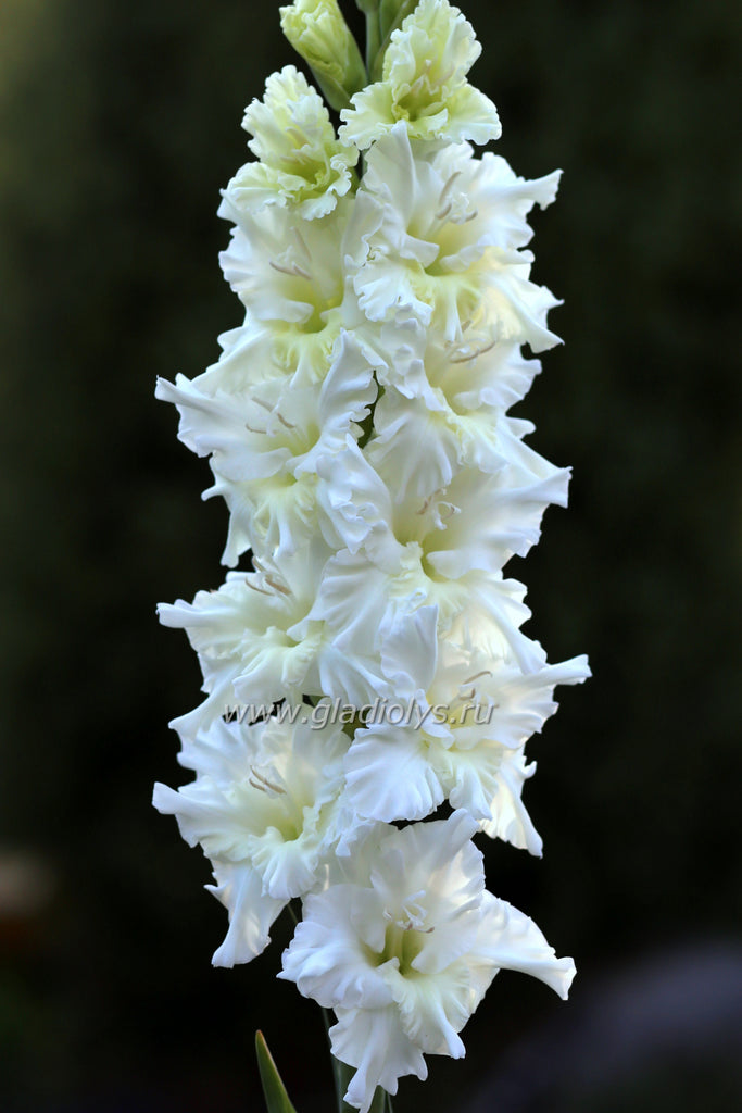 Сниега така