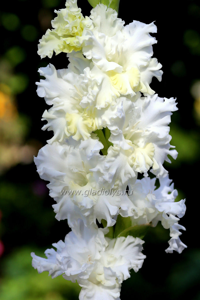 Зима завьюжила