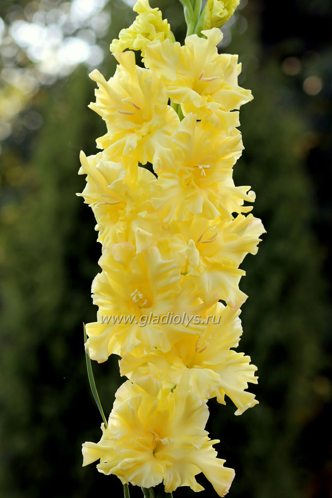 Гладиолус Золотая коса, селекционер Родичев