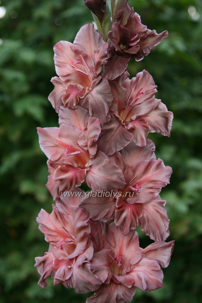 гладиолус Эль Диабло, селекционер Коничек