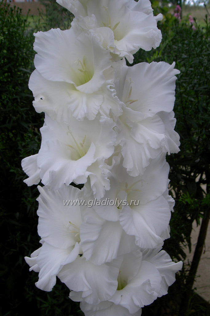 гладиолус Эверест, селекционер Грубе