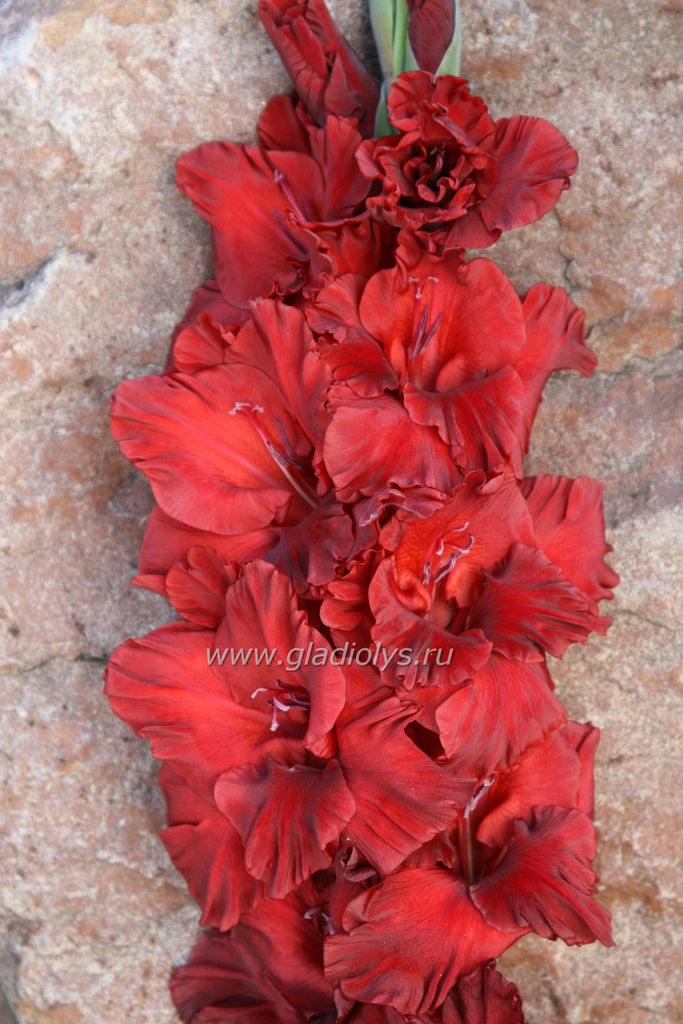 гладиолус Рубин, селекционер Лобазнов