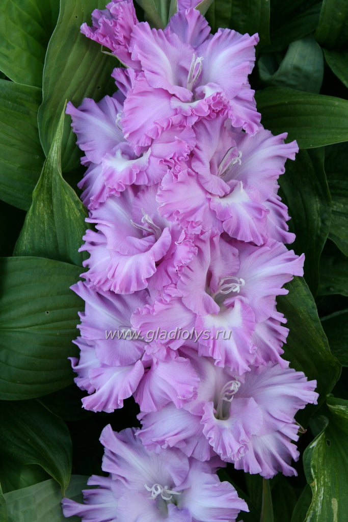 гладиолус Аметистовый блеск, селекционер Шевченко