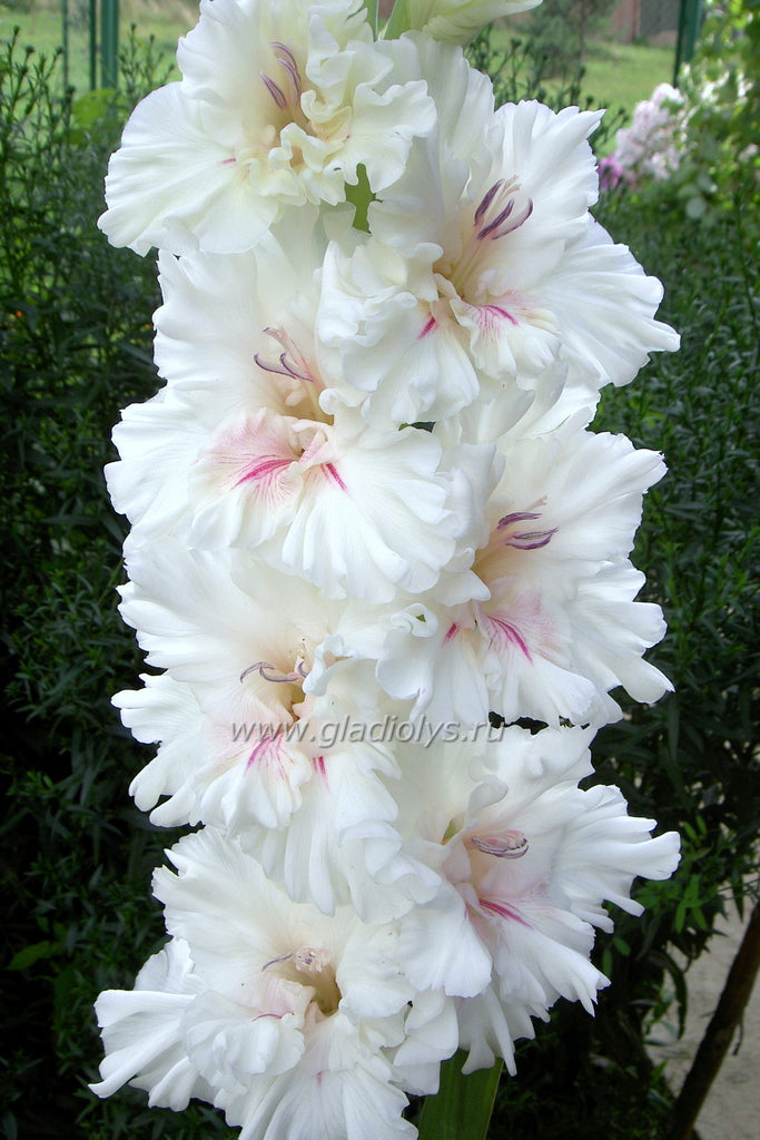 гладиолус Апостол Пётр, селекционер Дыбов