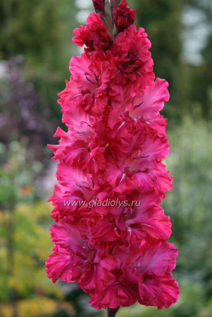 гладиолус Аристократ, селекционер Шевченко