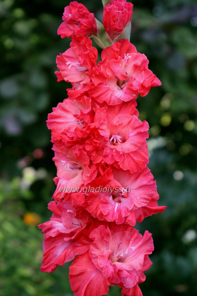 Гладиолус Астерикс, селекционер Киктев