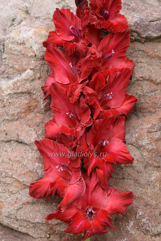 гладиолус Багровая река, селекционер Родичев