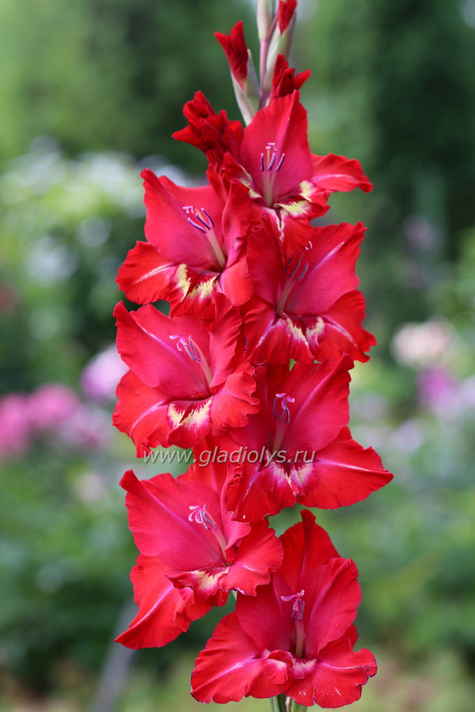 гладиолус Базарный фаворит, селекционер Шевченко