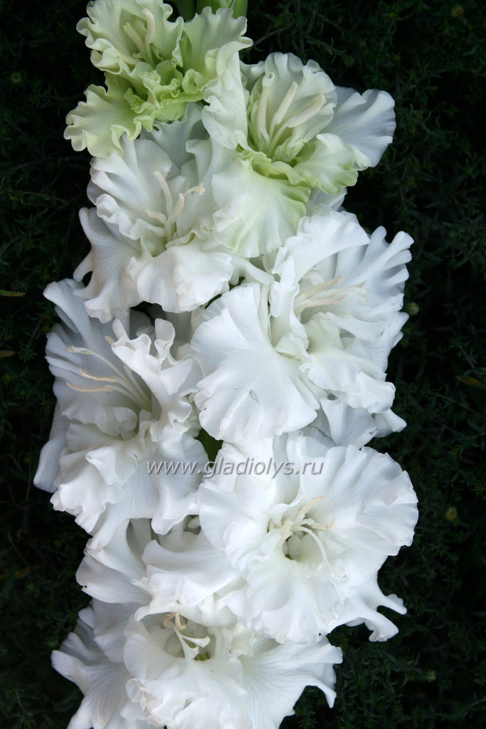 гладиолус Белая вьюга, селекционер В. Трифонов