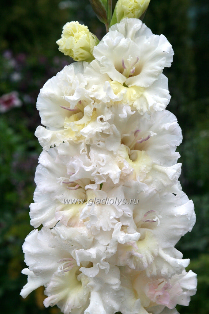 Гладиолус Белый бант, селекционер Колганов