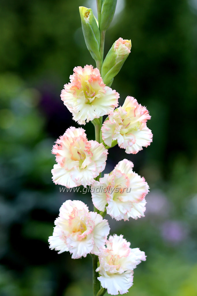 гладиолус Бисер, селекционер Васильев