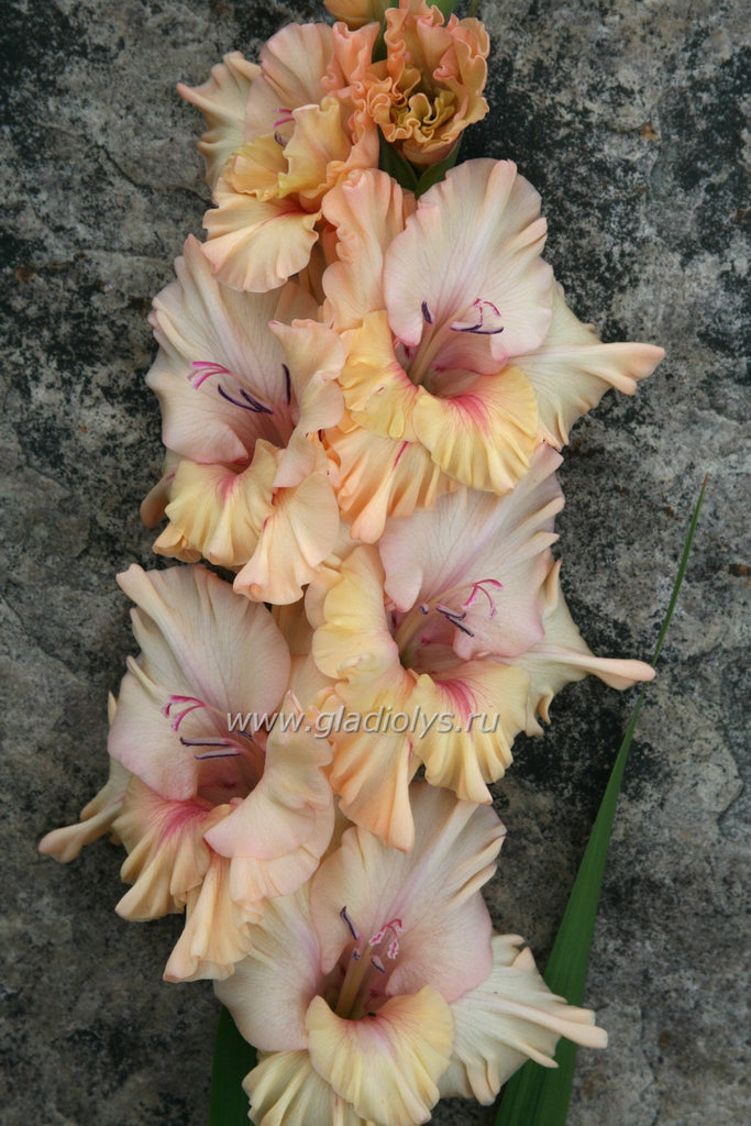 гладиолус Блеск янтаря, селекционер Киселев
