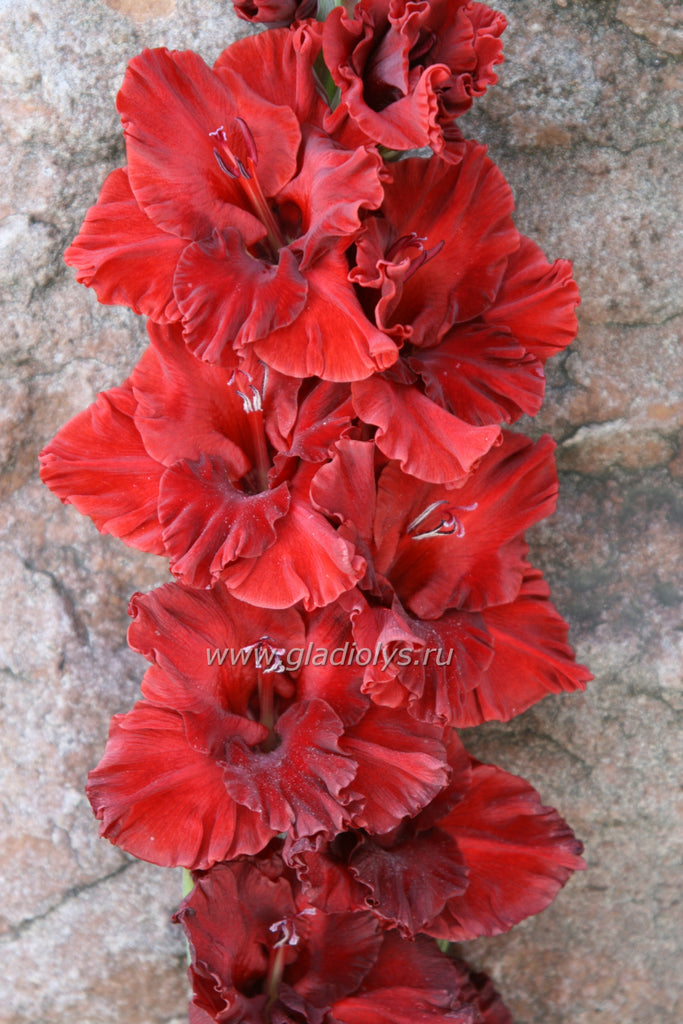 гладиолус Брависсимо, селекционер Лобазнов