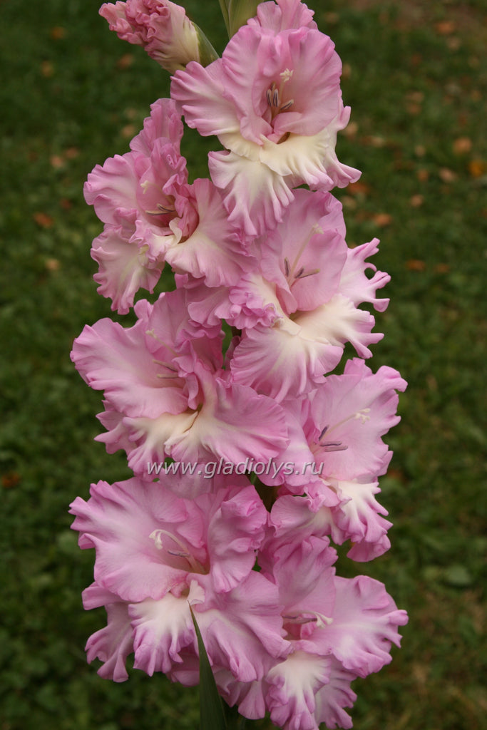 гладиолус Брызги водопада, селекционер Ардабьевская