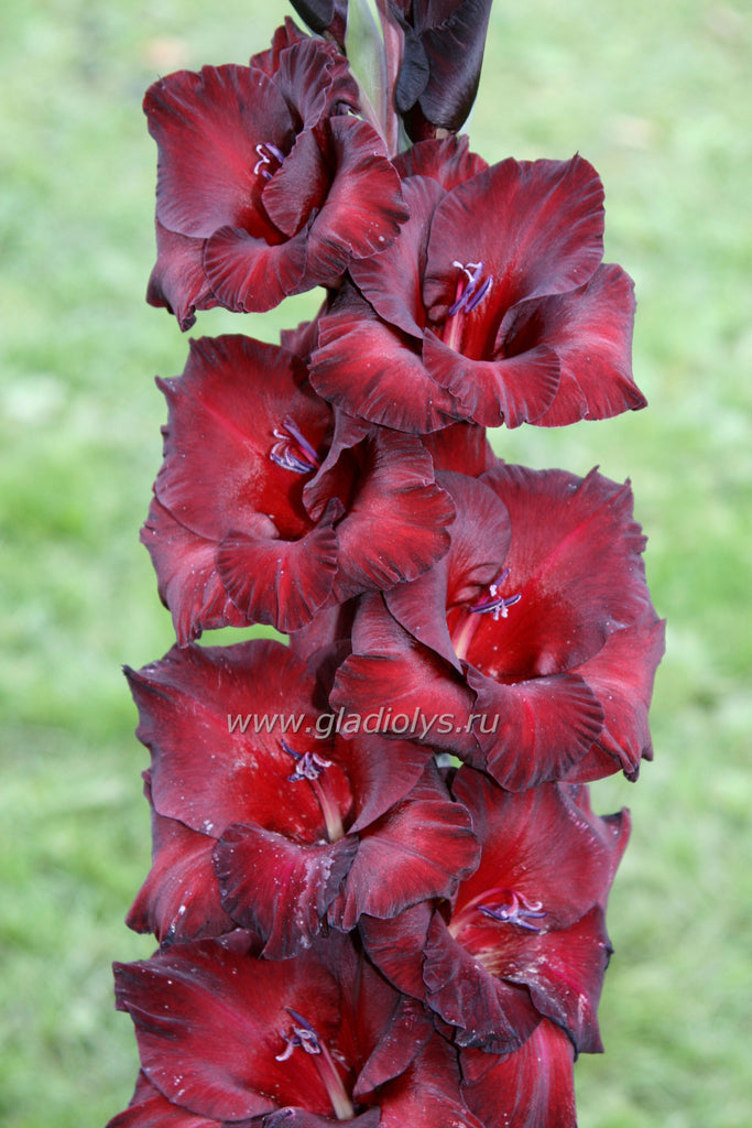 гладиолус Черный бархат, селекционер Шмитс