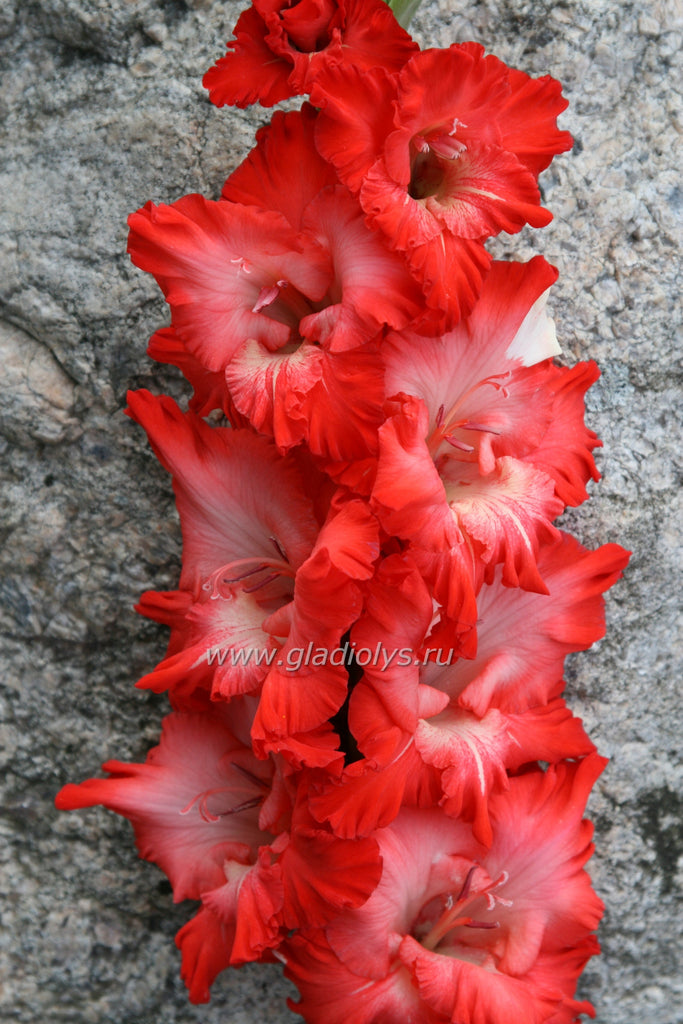 гладиолус Червени барон, селекционер Мимранек