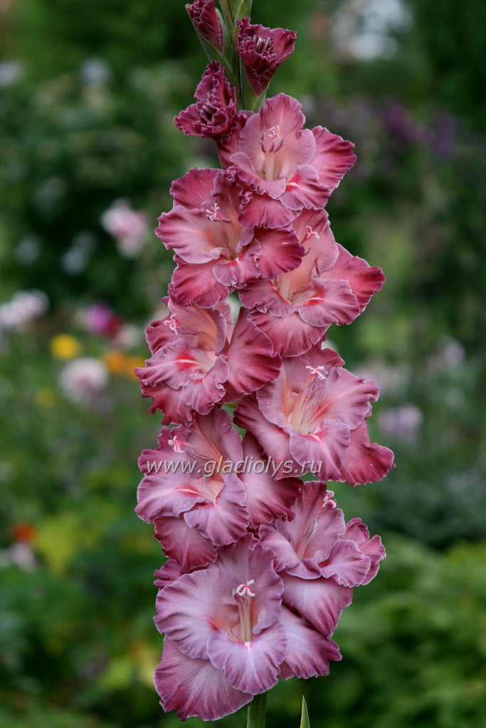 гладиолус Синнабон, селекционер Шевченко
