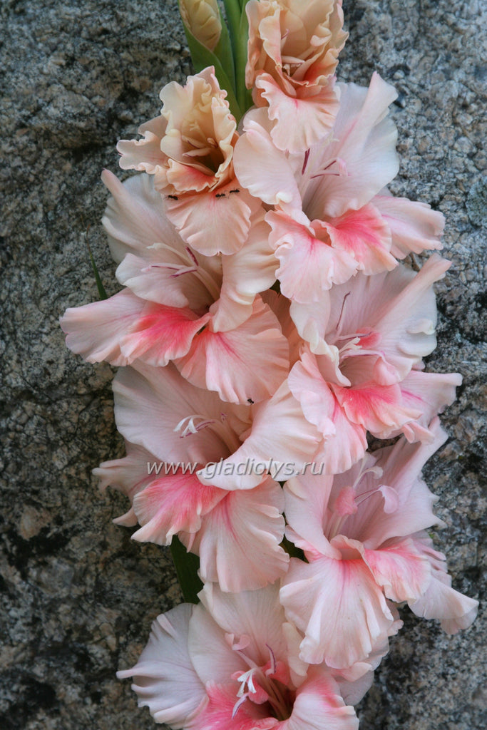 гладиолус Дабл делайт, селекционер Хартлайн