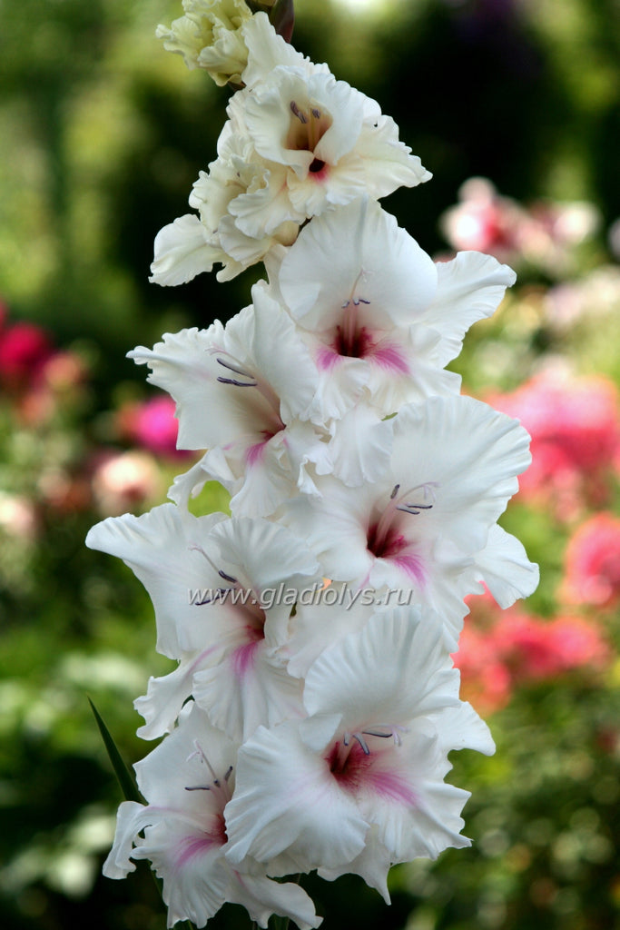 гладиолус Древгребневский храм, селекционер Киселев