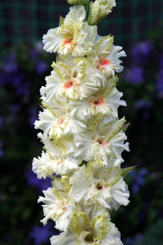 гладиолус Эльф, селекционер Шевченко