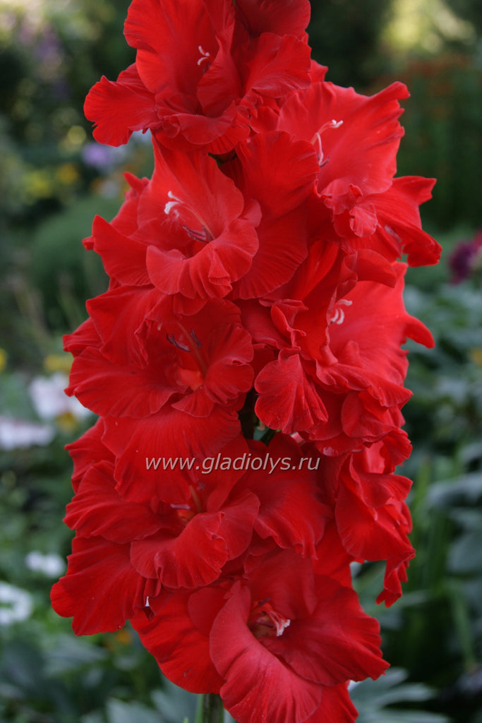 гладиолус Эсмеральда, селекционер Лобазнов