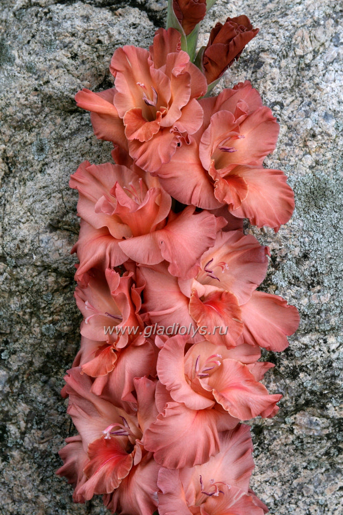 гладиолус Эспрессо, селекционер Родичев