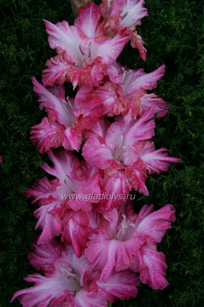 гладиолус Этюд импрессиониста, селекционер Баранов