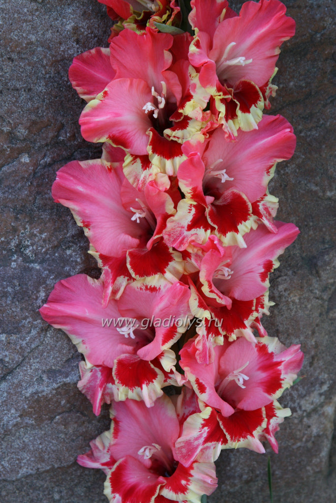 гладиолус Фантазия цвета, селекционер Баранов