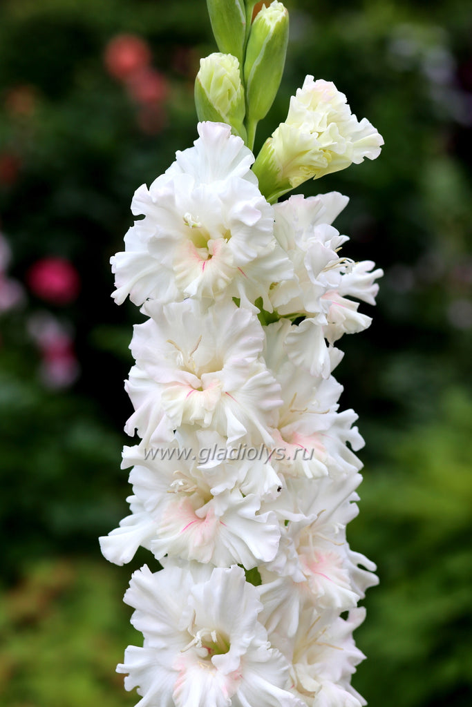 гладиолус Гайсмас магия, селекционер Базе