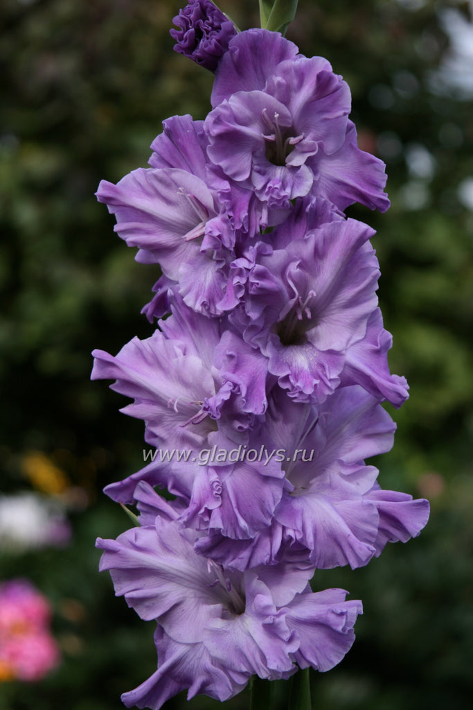 гладиолус Голубые океаны, селекционер Лазаревич