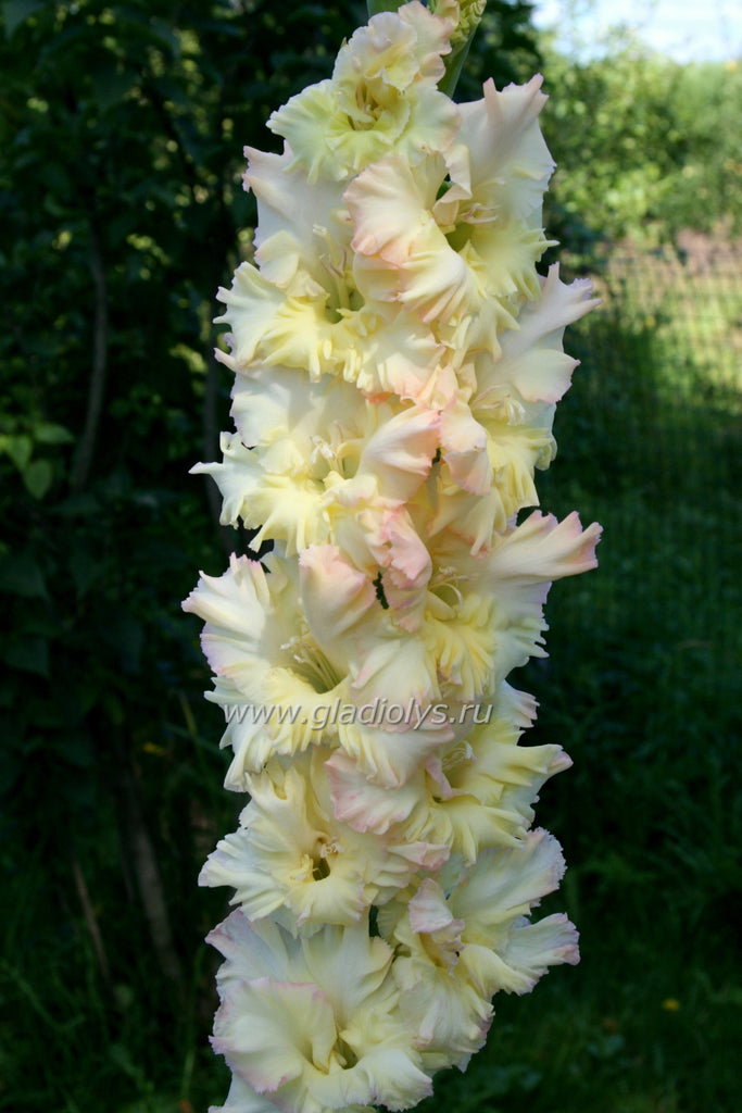 гладиолус Город детства, селекционер Шевченко