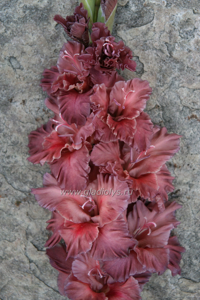 гладиолус Горячий шоколад, селекционер Баранов