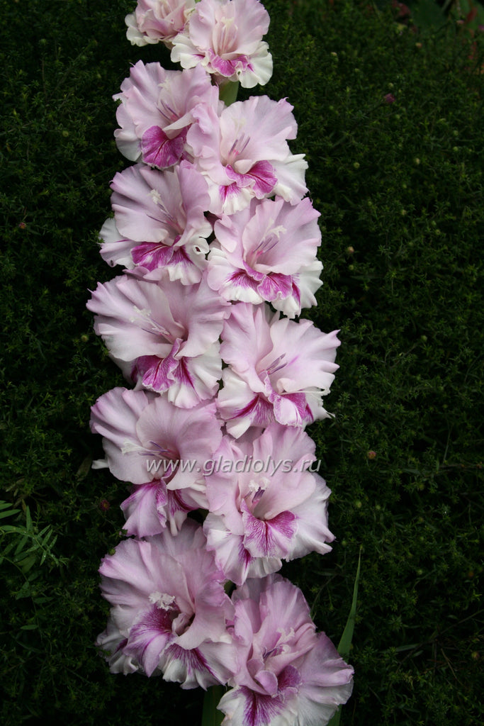 гладиолус Гостья из будущего, селекционер Виноградский