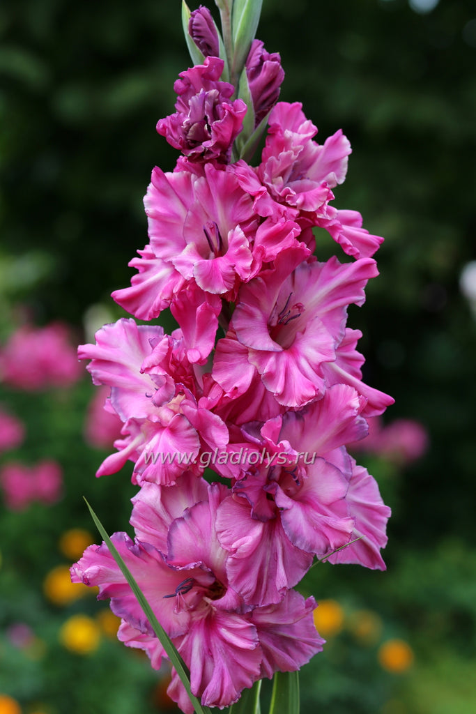 гладиолус Индиго, селекционер Шевченко