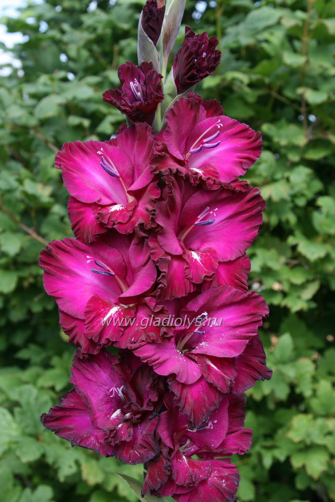 гладиолус Искра страсти, селекционер Васильев