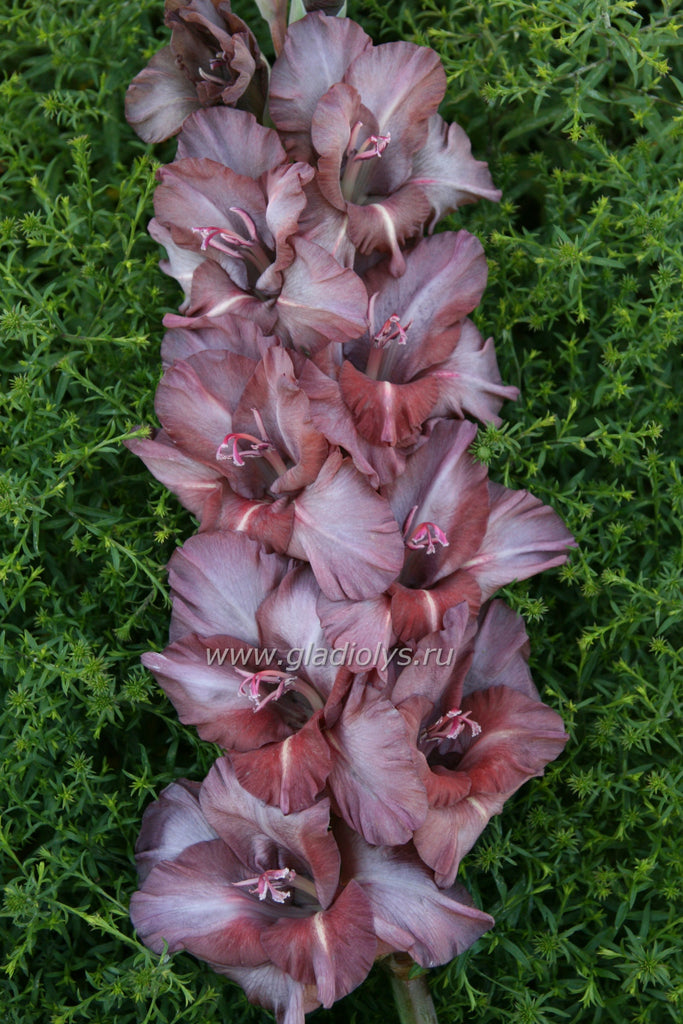 гладиолус Изабелла, селекционер Дыбов